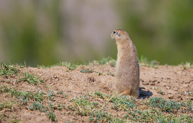 Anatolian Souslik-Ground Squirrel (Spermophilus xanthoprymnus) is a rodent that lives in Anatolia.
