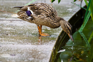 duck