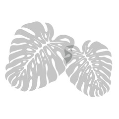 monstera leaf shadow © Haysahara