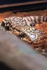 Captive animals, sleeping dragon force