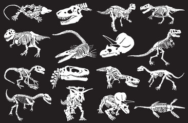 Graphical illustration, set of dinosaur skeletons isolated on white background,vector illustration © Алексей Воробьёв