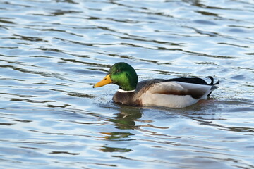 duck on the water