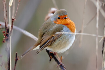 Robin on a branch
