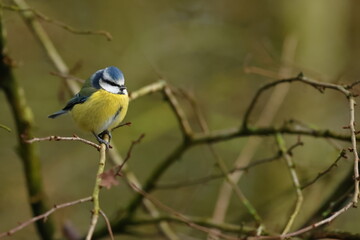 blue tit on a branch