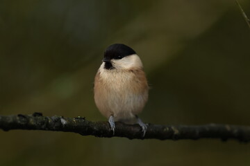 willow tit on abranch