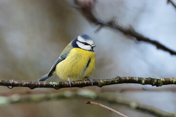 Blue tit on a branch