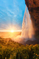 Majestic Seljalandsfoss waterfall flowing with midnight sunset shining and flower field in summer at Iceland
