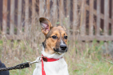 A dog with a leash on a walk in the park.A cute dog looks into the distance, pressing one ear.