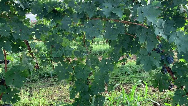 Brunches of grapes in the vineyard