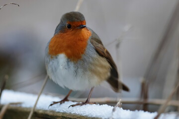 robin on snow