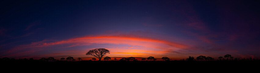 Fototapeta na wymiar Panorama silhouette tree in africa with sunset.Tree silhouetted against a setting sun.Dark tree on open field dramatic sunrise.Typical african sunset with minimal acacia trees in Masai Mara, Kenya.