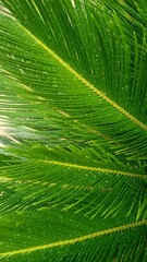 Naklejka na ściany i meble close up of palm leaf
