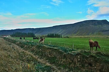 Iceland-view of horses on pasture  in Hjardarbol near  town Selfoss
