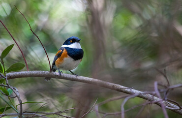 Cape batis (Batiscapensis) is one of the songbirds of Africa.
