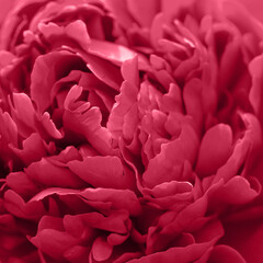 Magenta peony flower,close-up with selective focus and dark blurred background. Color Viva Magenta