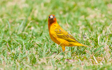 The Cape weaver (Ploceus capensis) is a species of bird in the weaver family, Ploceidae, found in southern Africa.