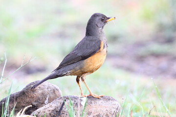 Obraz premium Olive thrush (Turdus olivaceus) is, in its range, one of the most common members of the thrush family. It is a bird of forest, but has locally adapted to parks and large gardens in suburban areas.