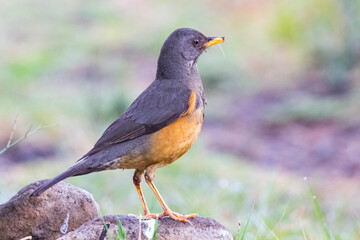 Olive thrush (Turdus olivaceus) is, in its range, one of the most common members of the thrush family. It is a bird of forest, but has locally adapted to parks and large gardens in suburban areas.