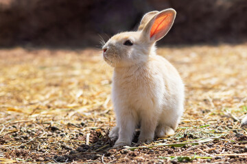 rabbit on the farm and sunshine