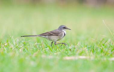 The Cape wagtail (Motacilla capensis), also known as Wells's wagtail, is a small insectivorous bird which is widespread in southern Africa.