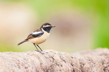 Buff-streaked chat (Campicoloides bifasciatus) is live in Africa. Lesotho is located in South Africa and Swaziland. The natural habitat is subtropical or tropical dry plain grasslands.