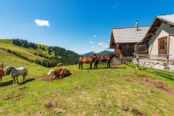 Dairy cows and horses on a mountain pasture, Italy-Austria border, Feistritz an der Gail...