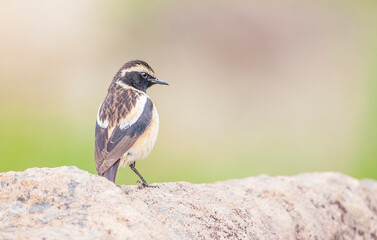 Obraz premium Buff-streaked chat (Campicoloides bifasciatus) is live in Africa. Lesotho is located in South Africa and Swaziland. The natural habitat is subtropical or tropical dry plain grasslands.