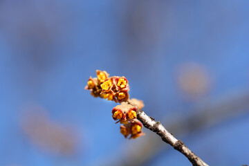 Japanese Witch Hazel Zuccariniana branch with flowers