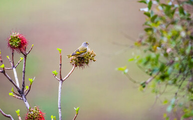 Cape canary (Serinus canicollis) is an endemic songbird living in South Africa.
