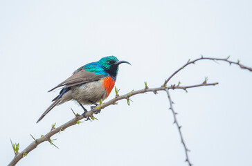Southern double collared sunbird (Cinnyris chalybeus) is a very beautiful bird in africa. It is live in South Africa