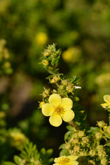 Shrubby Cinquefoil flowers