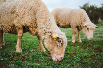 Shot of a sheep grazing grass peacefully in the country side in Spain