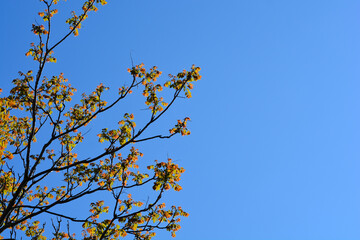 Tree of heaven branches with new leaves