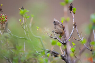 The speckled mousebird (Colius striatus) is the largest species of mousebird, as well as one of the most common. It is common in forested areas near the Indian Ocean in South Africa.