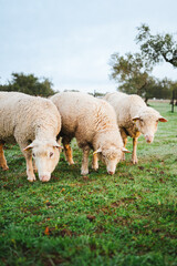 Naklejka na ściany i meble Three sheep grazing in a green field in the morning in Spain