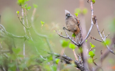 The speckled mousebird (Colius striatus) is the largest species of mousebird, as well as one of the most common. It is common in forested areas near the Indian Ocean in South Africa.