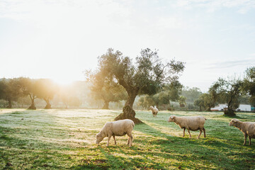 Beautiful shot of an olive tree surrounded by some sheep in a grove field in Spain