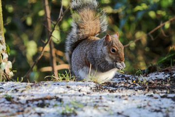 A stunning grey squirrel eating nuts in the forest after a heavy downfall of snow. This photograph was taken at Longton Nature Reserve in Preston, United Kingdom.