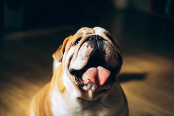 Joyful english bulldog sticking out his tongue - 562441699