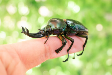 飼育されているニジイロクワガタ