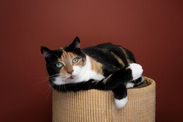 lazy calico cat relaxing on sisal scratching barrel lying on side, looking at camera on red background with copy space