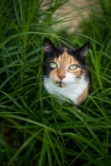 calico cat on the prowl sitting in high grass, looking up observing birds