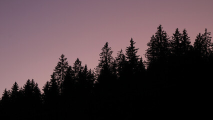 Outlines of tree tops at sunset.