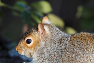 A stunning grey squirrel eating nuts in the forest after a heavy downfall of snow. This photograph was taken at Longton Nature Reserve in Preston, United Kingdom.