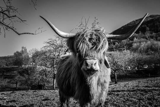 Big cattle thickly furred with long horns on the green field (b/w)