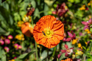 Orange flower in the middle of the wildflower meadow