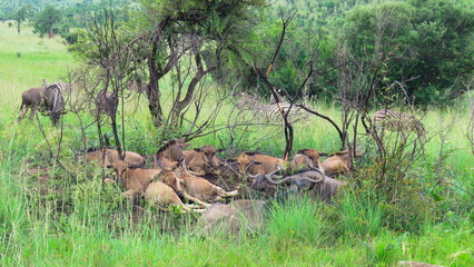 Creche of blue wildebeest (Connochaetes taurinus), near the roadside, Pilanesberg National Park, North West.