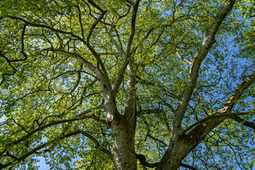 Big and high crown of the green tree
