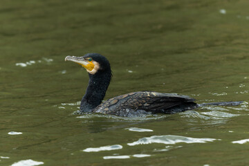 ゆっくりと泳ぐ鵜