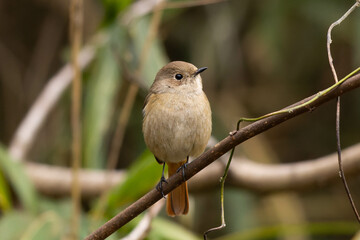 森林に住まう雌のジョウビタキ